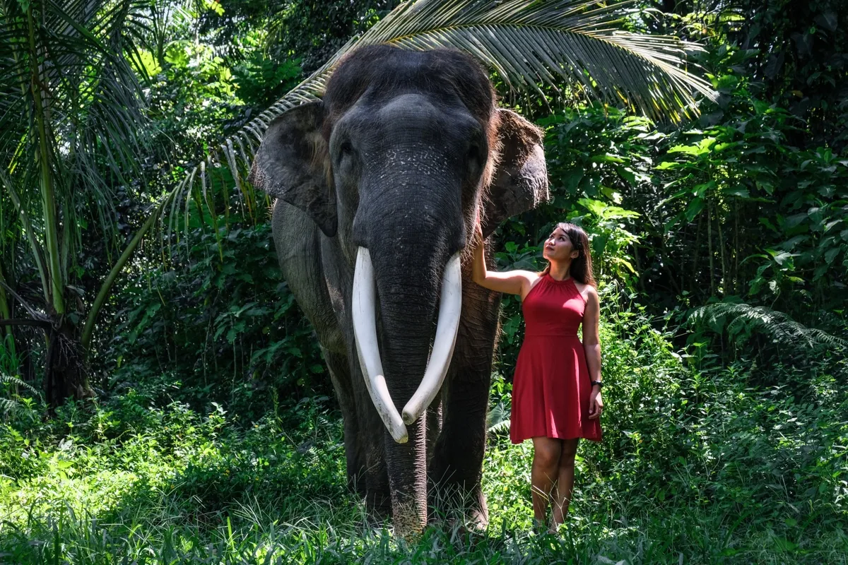 Mason Elephant Sanctuary In Bali: Rescue Park & Lodge